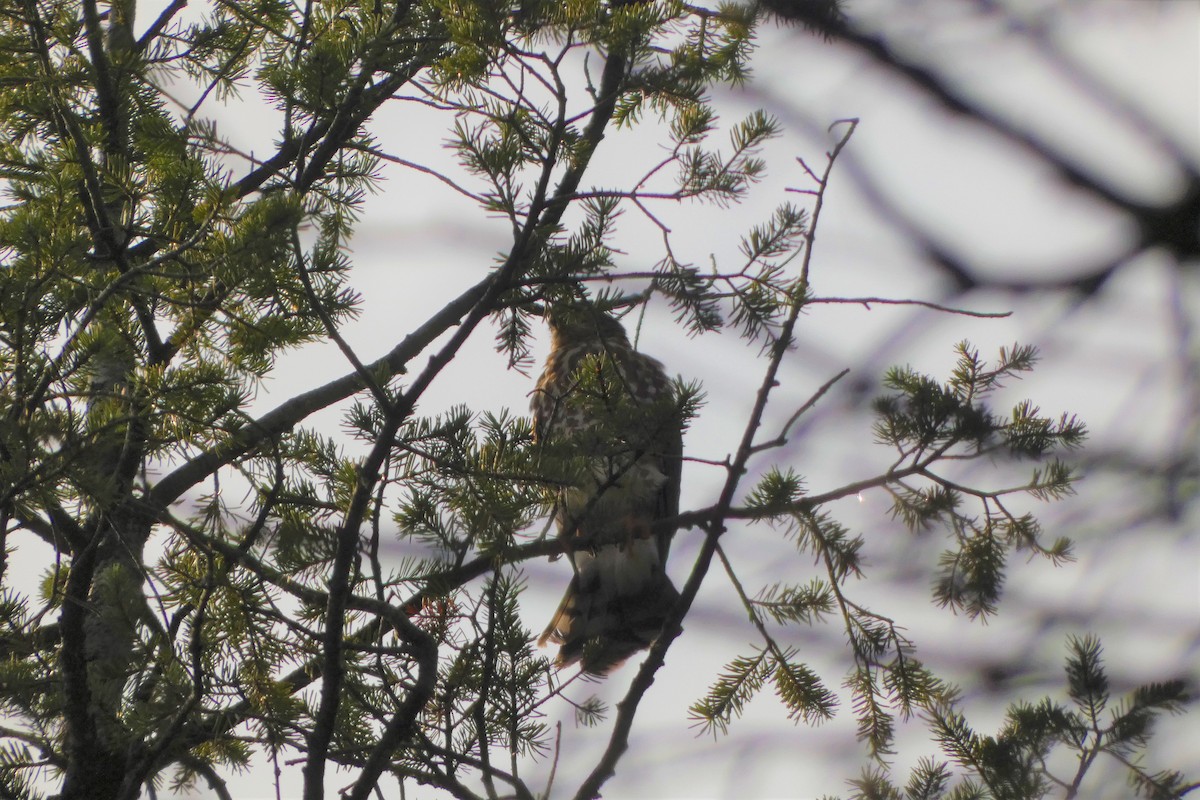 Cooper's Hawk - ML360615891
