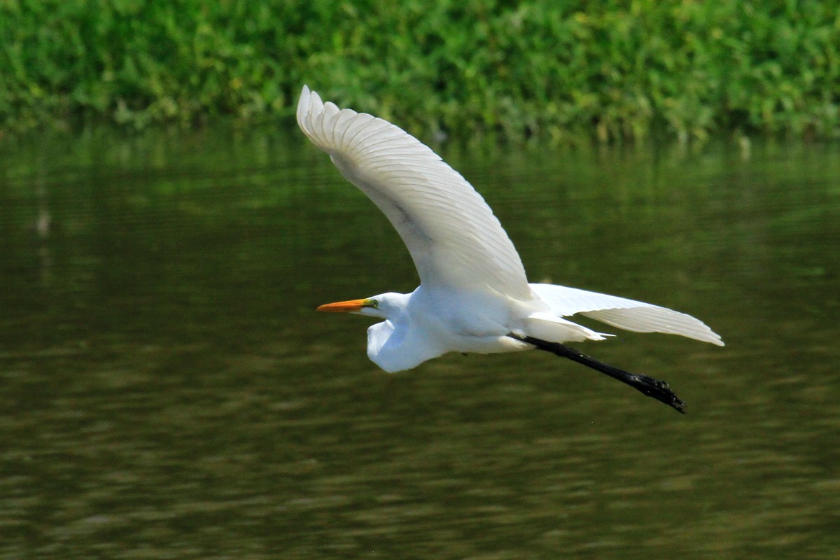 Great Egret - ML360616011