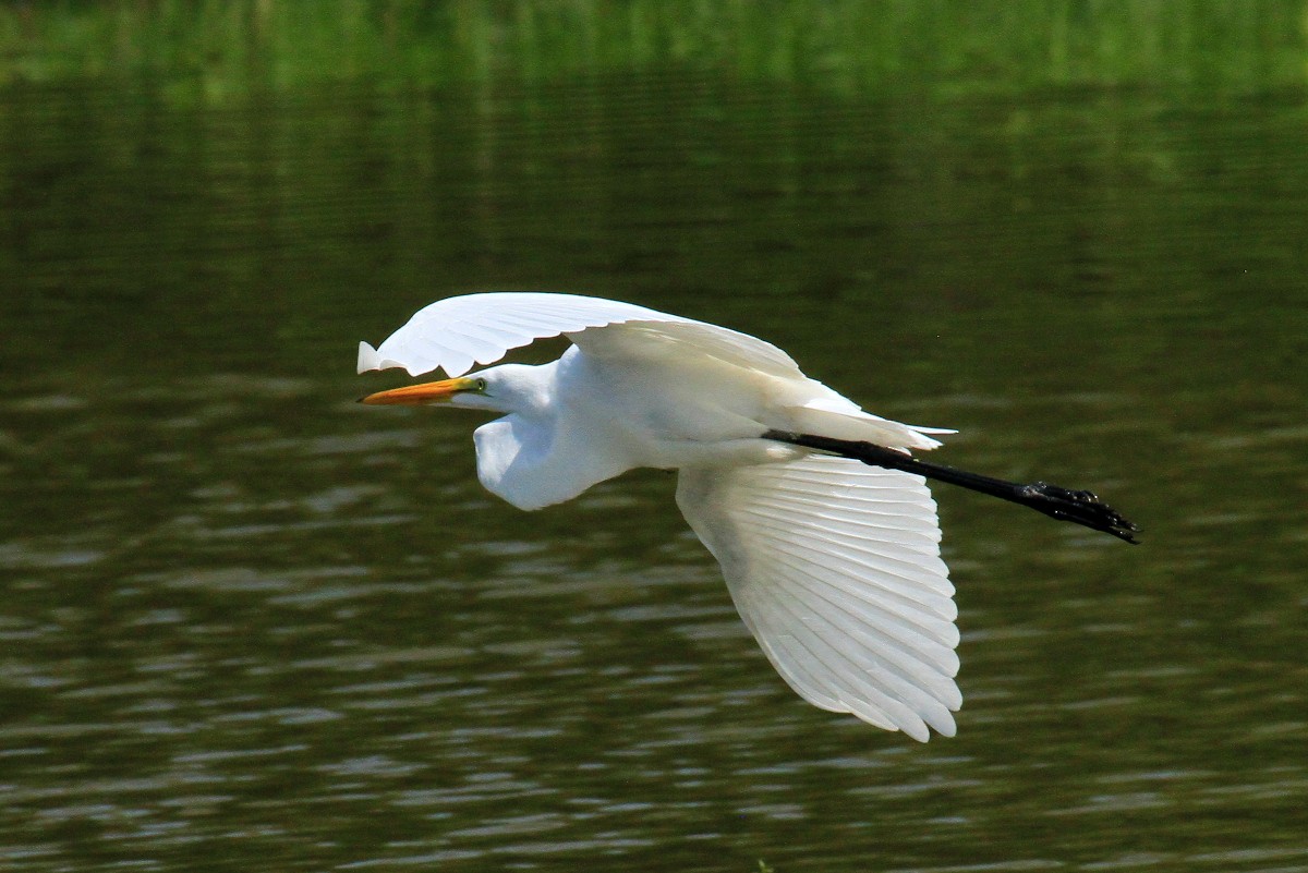 Great Egret - ML360616021