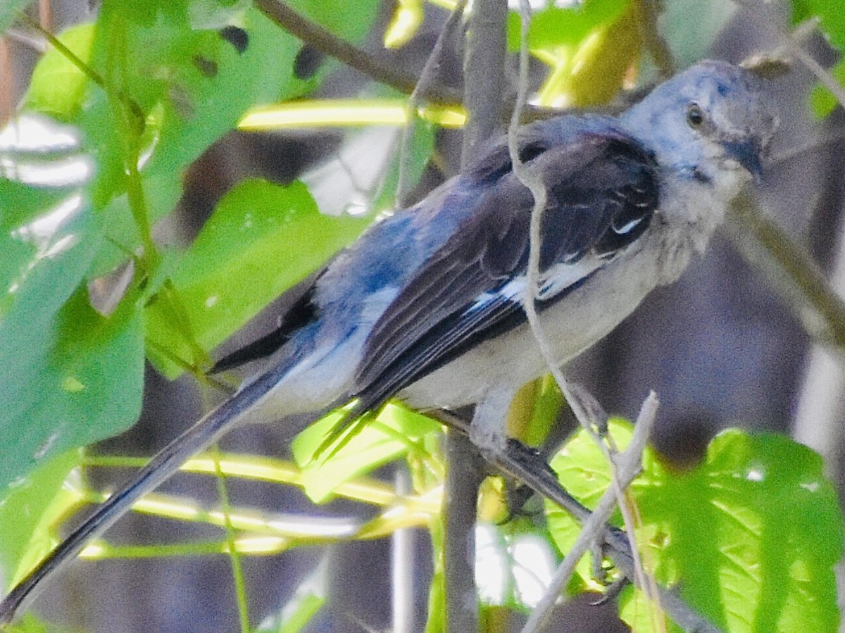 Northern Mockingbird - ML360616131