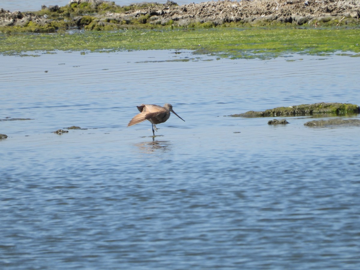 Marbled Godwit - ML360616201