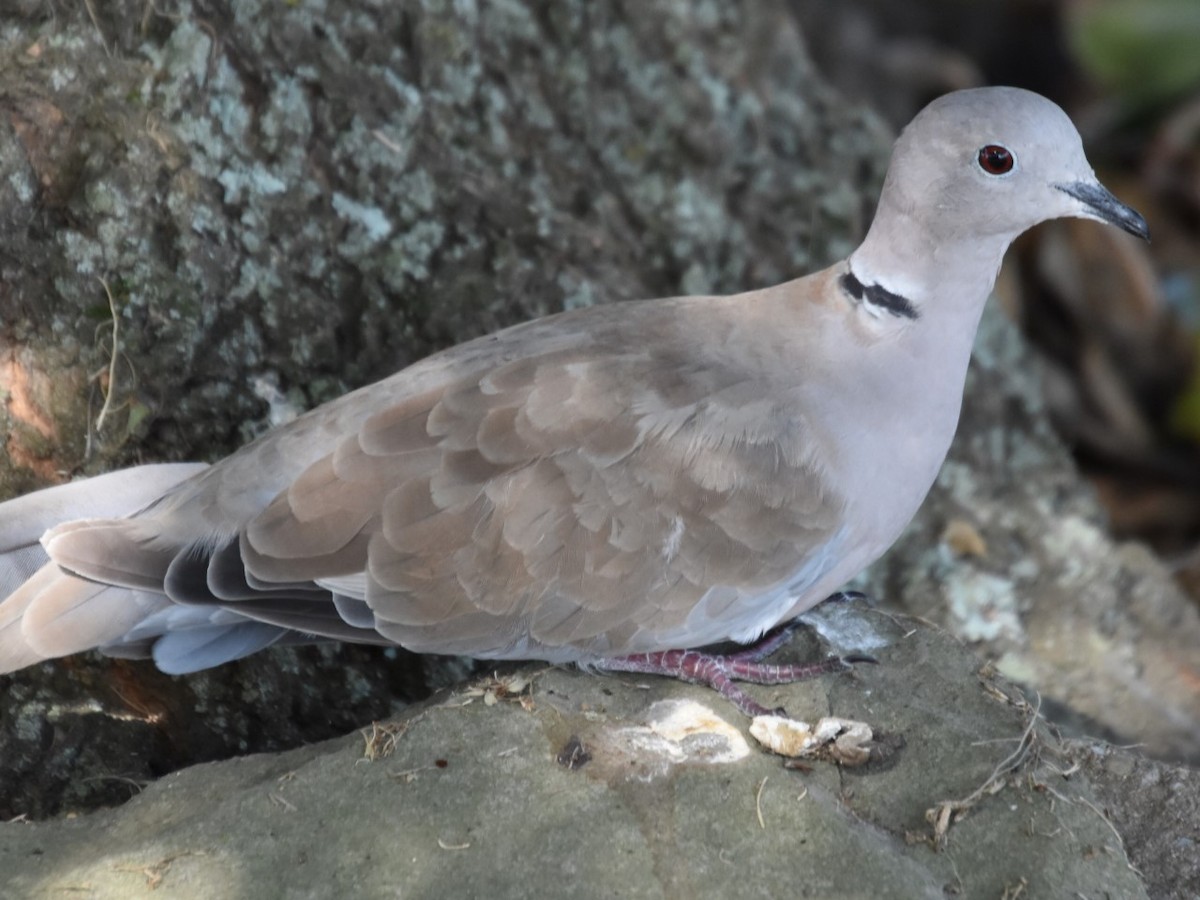 Eurasian Collared-Dove - ML360617061