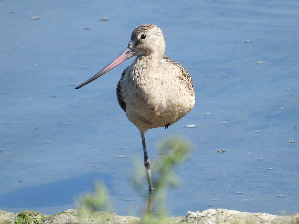 Marbled Godwit - ML360618311