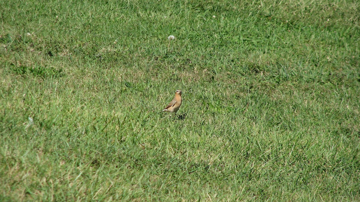 Northern Wheatear - ML36061871