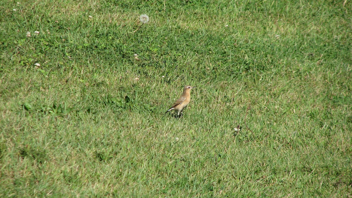 Northern Wheatear - ML36061881