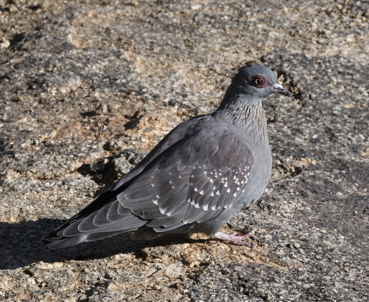 Pigeon roussard - ML360620841