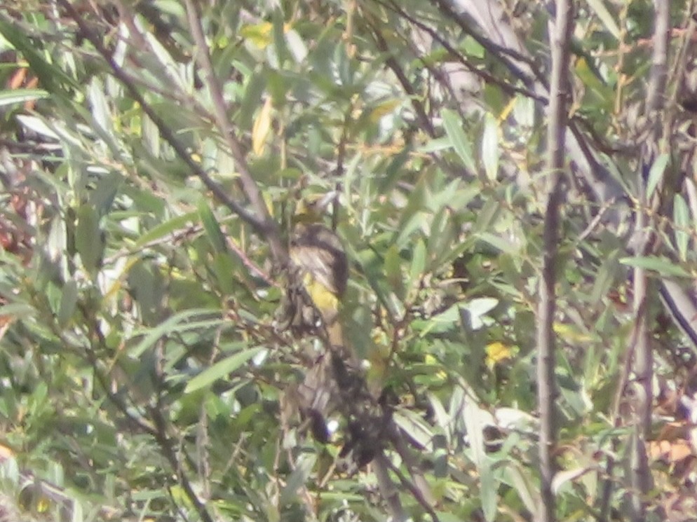 Western Tanager - ML360622081