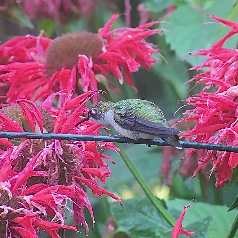 Ruby-throated Hummingbird - ML360622981