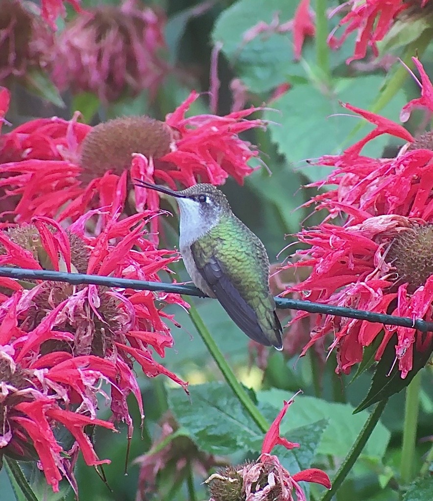 Ruby-throated Hummingbird - ML360623011