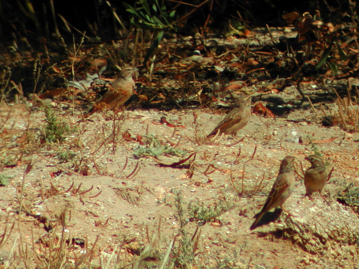 Lark-like Bunting - ML360625421