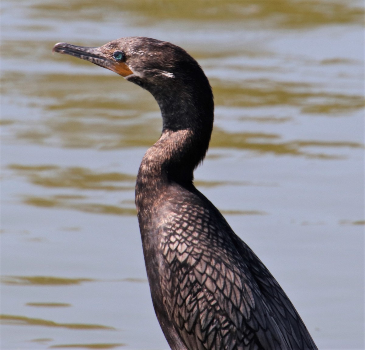 Neotropic Cormorant - ML360625571