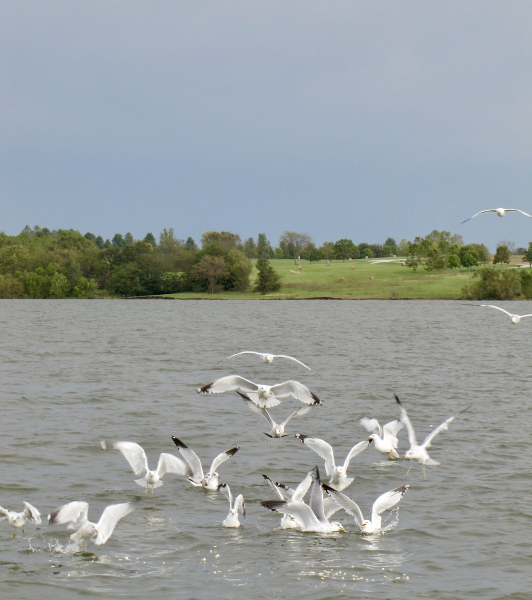 Ring-billed Gull - ML360626341