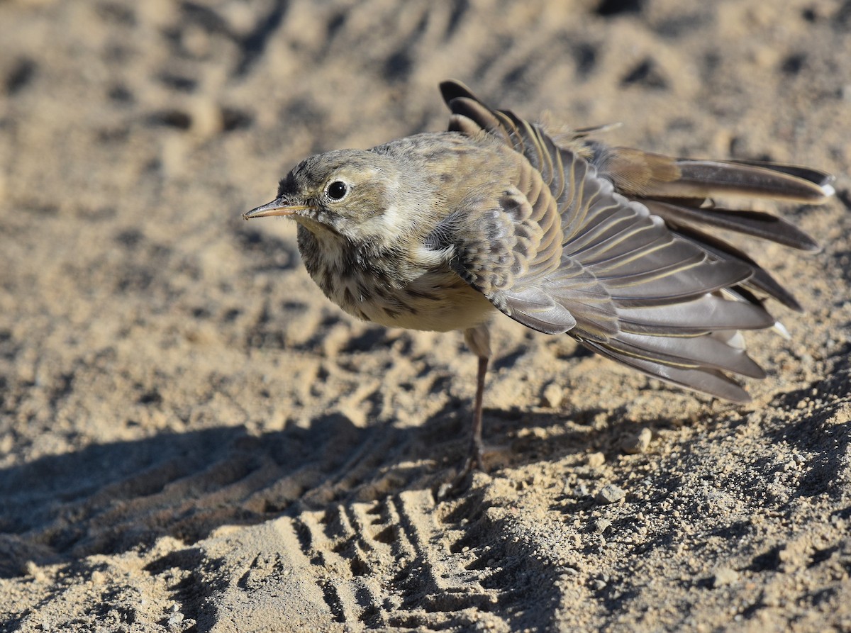 Pipit d'Amérique - ML360626511