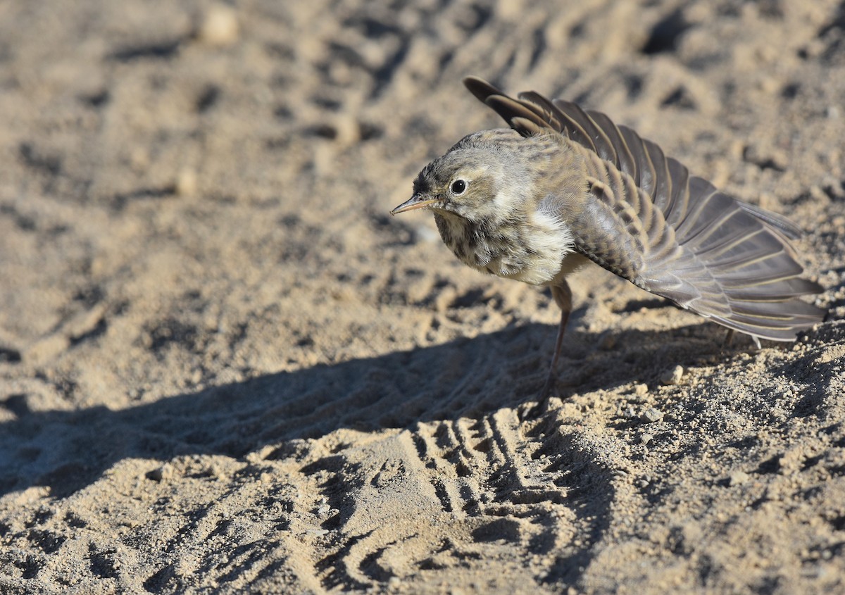 Pipit d'Amérique - ML360626521