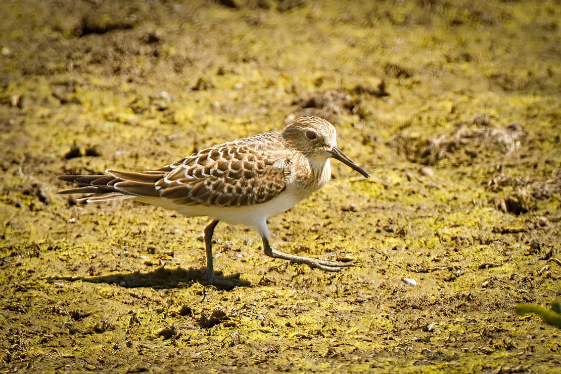 Baird's Sandpiper - ML360626841