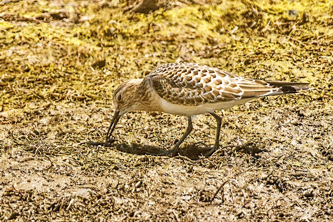 Bairdstrandläufer - ML360626881