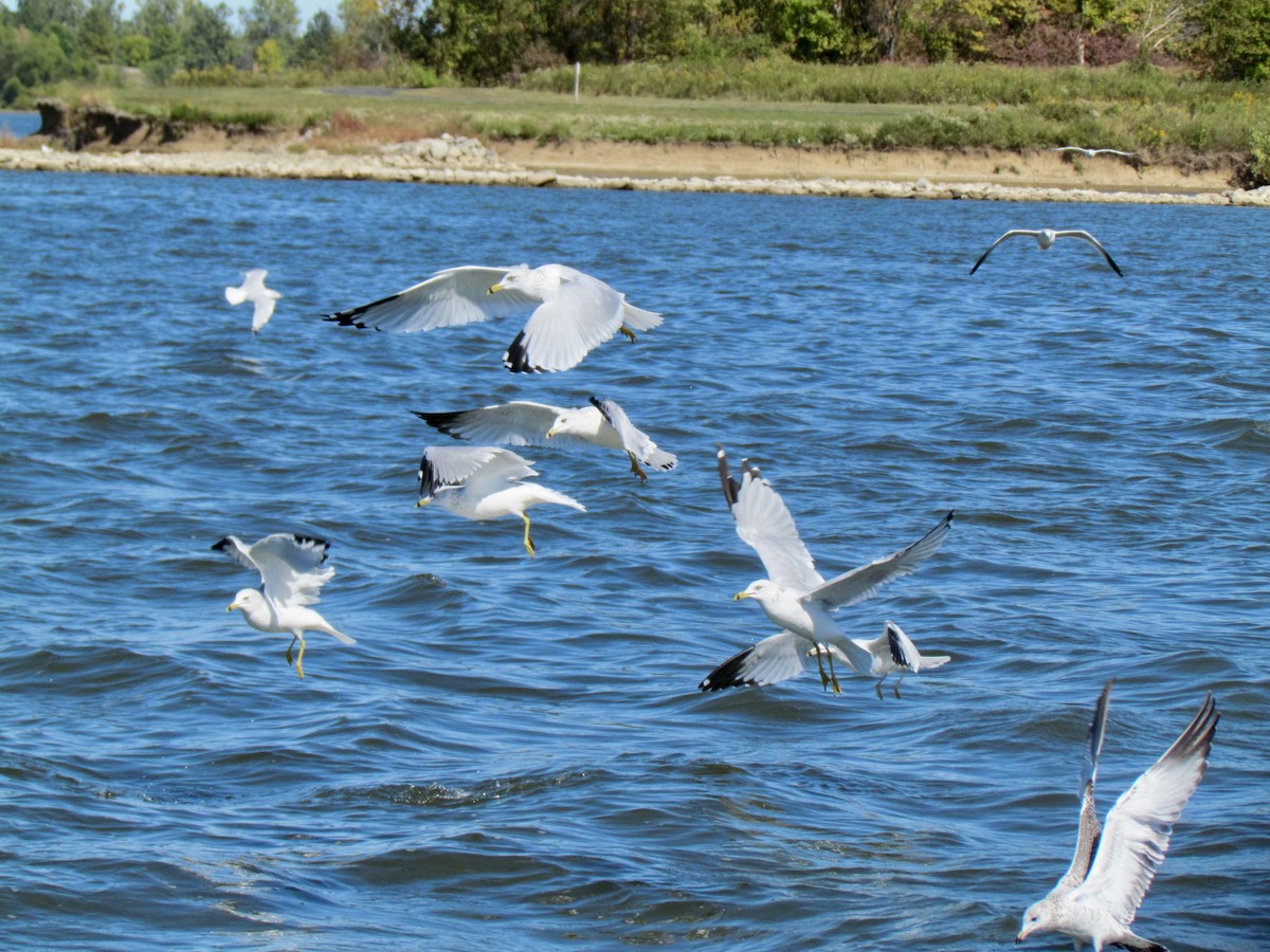 Ring-billed Gull - ML360627031