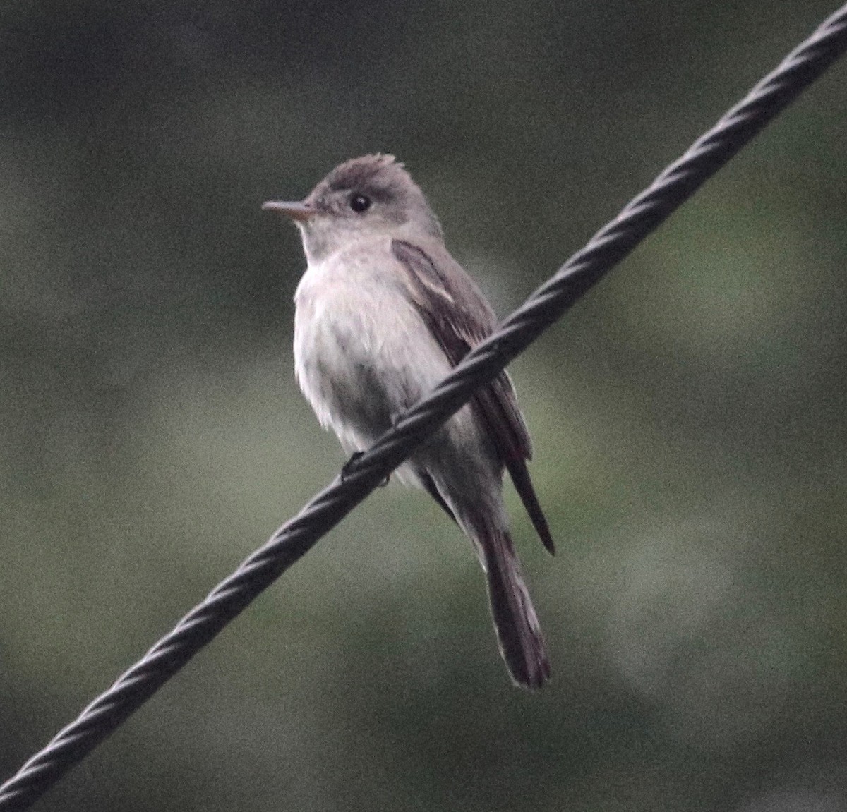 Eastern Wood-Pewee - ML360629831