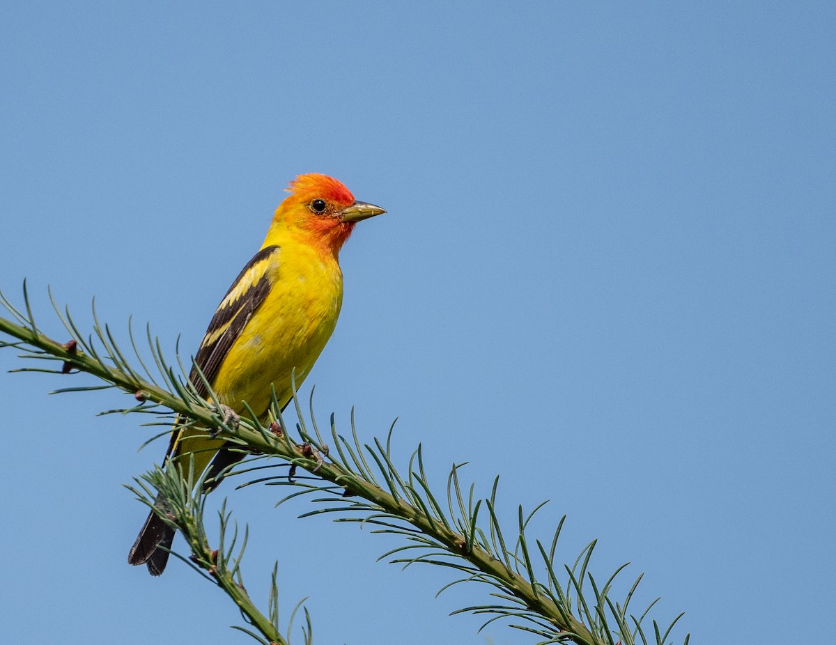 Western Tanager - ML360630731