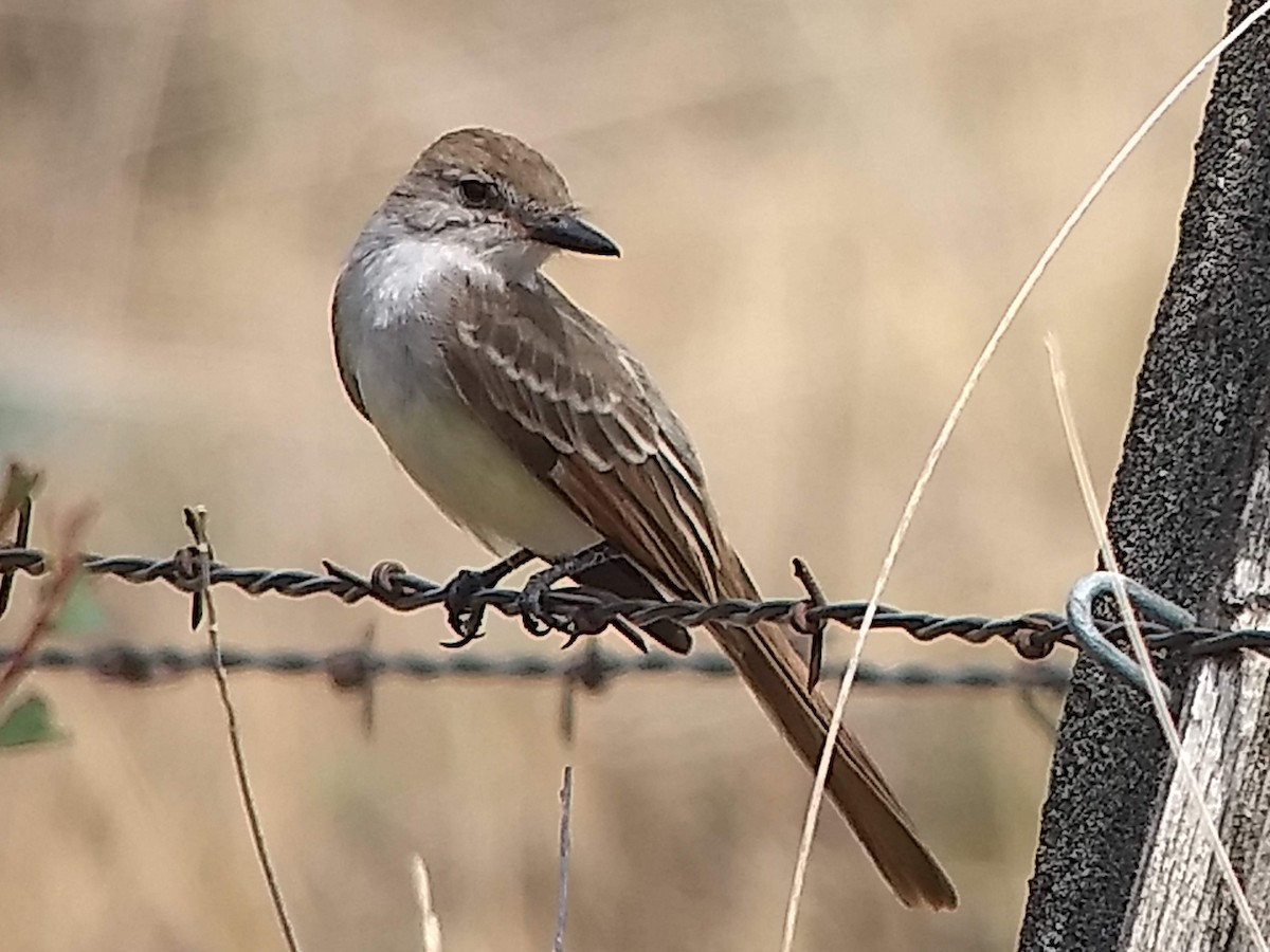 Ash-throated Flycatcher - ML360631521