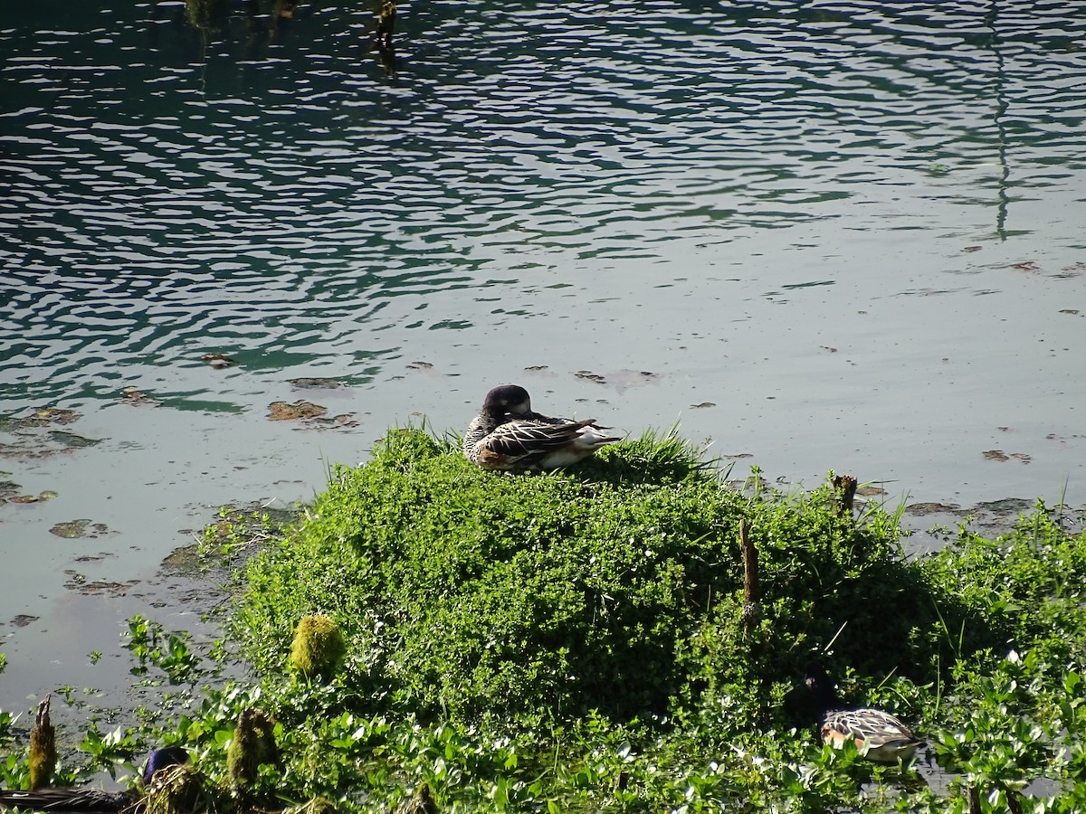 Chiloe Wigeon - ML360632811