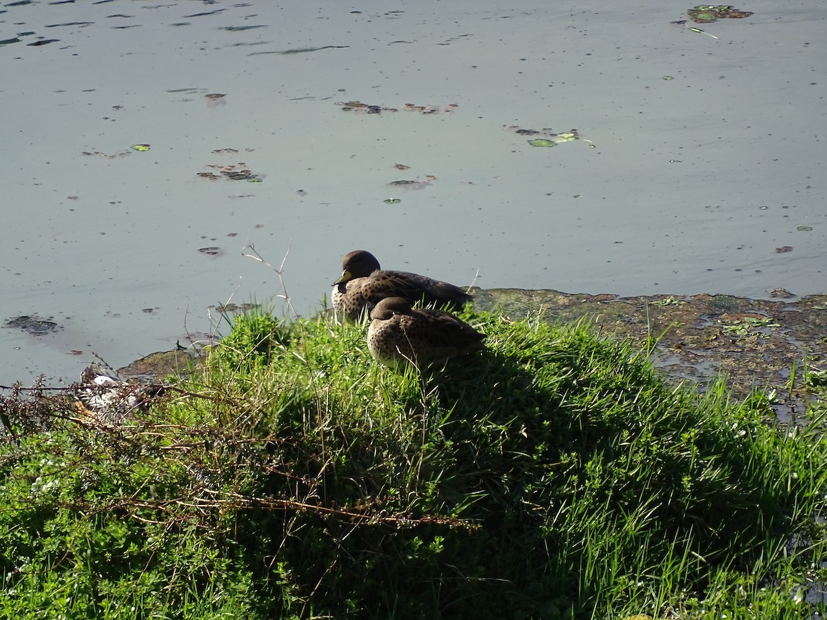 Yellow-billed Teal - ML360632861