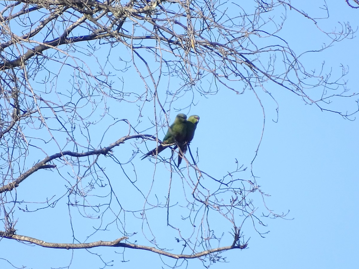 Slender-billed Parakeet - ML360633111