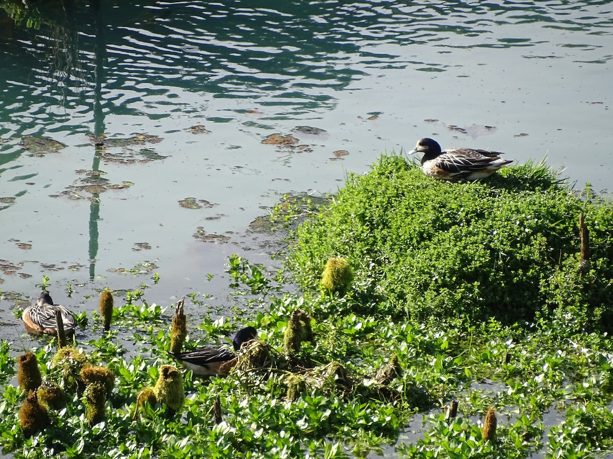 Chiloe Wigeon - ML360633121