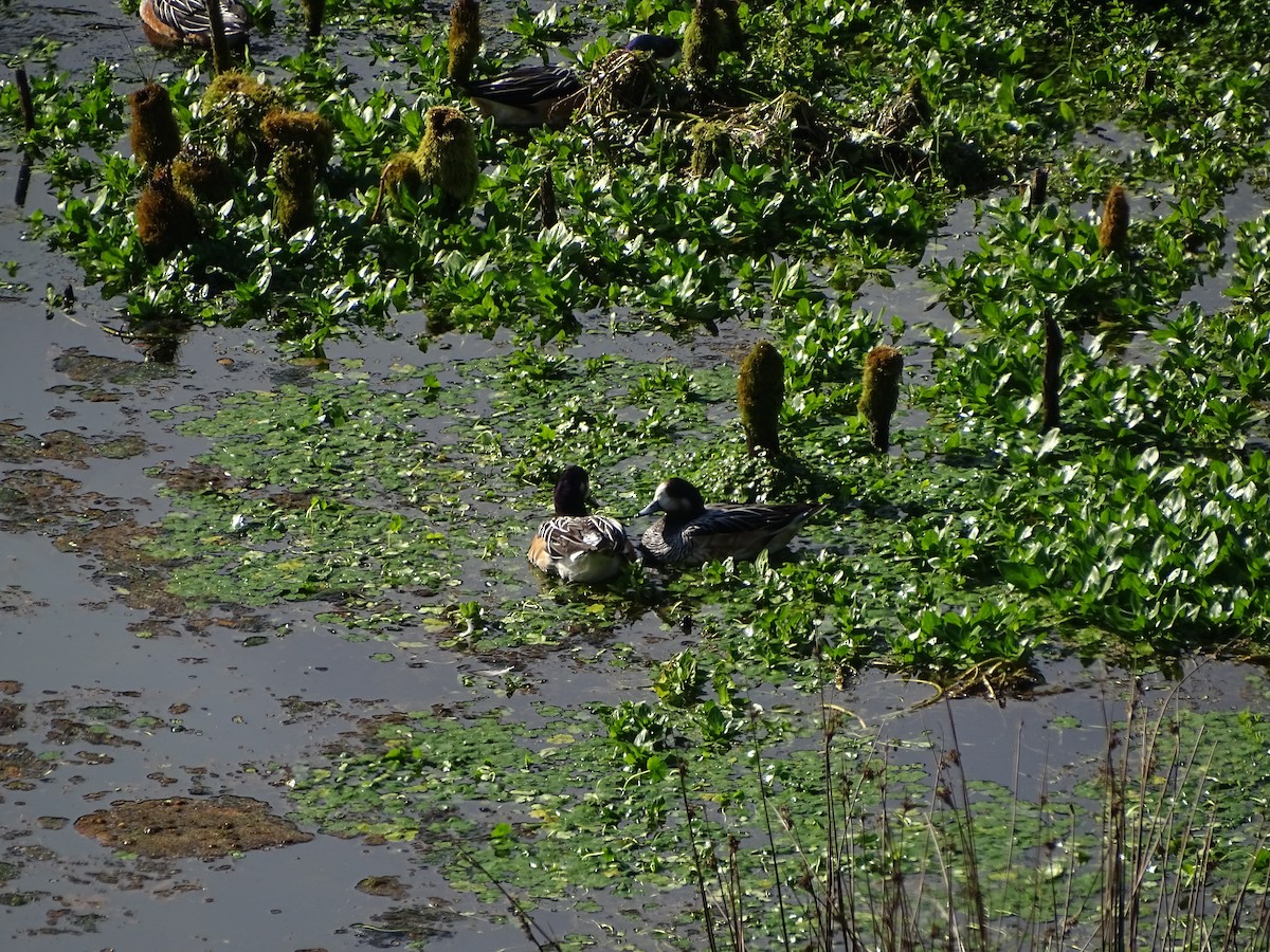 Chiloe Wigeon - ML360633141