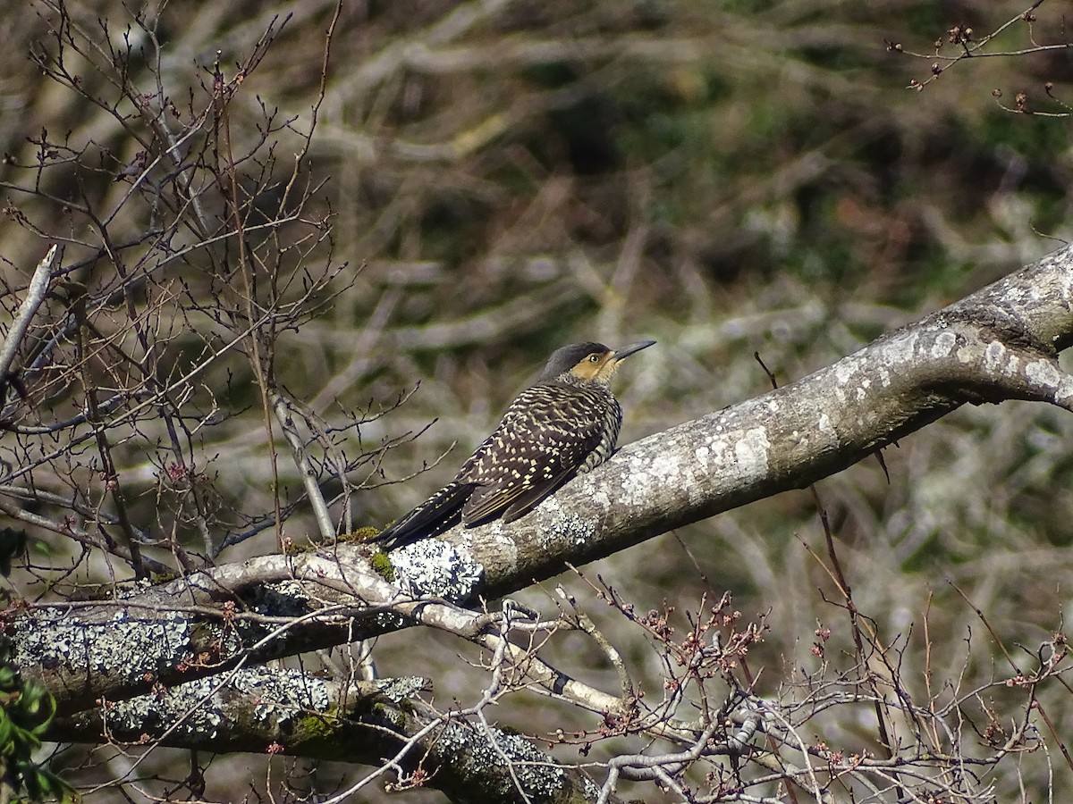 Chilean Flicker - ML360633241