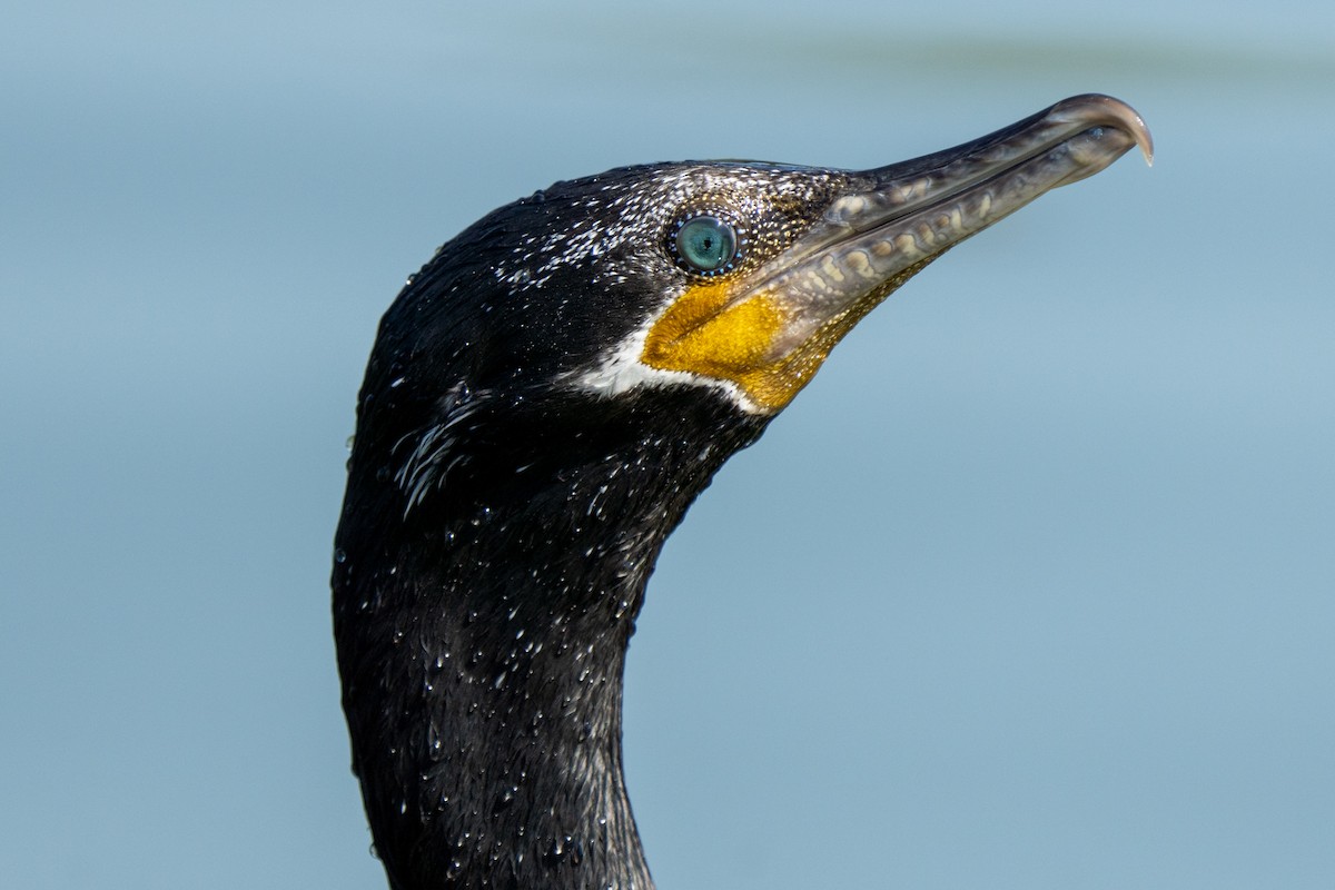 Neotropic Cormorant - ML360633301