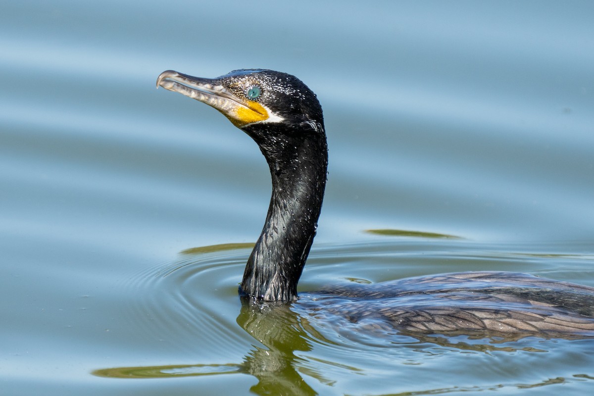 Neotropic Cormorant - ML360633321