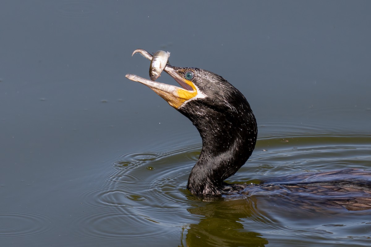 Neotropic Cormorant - ML360633331