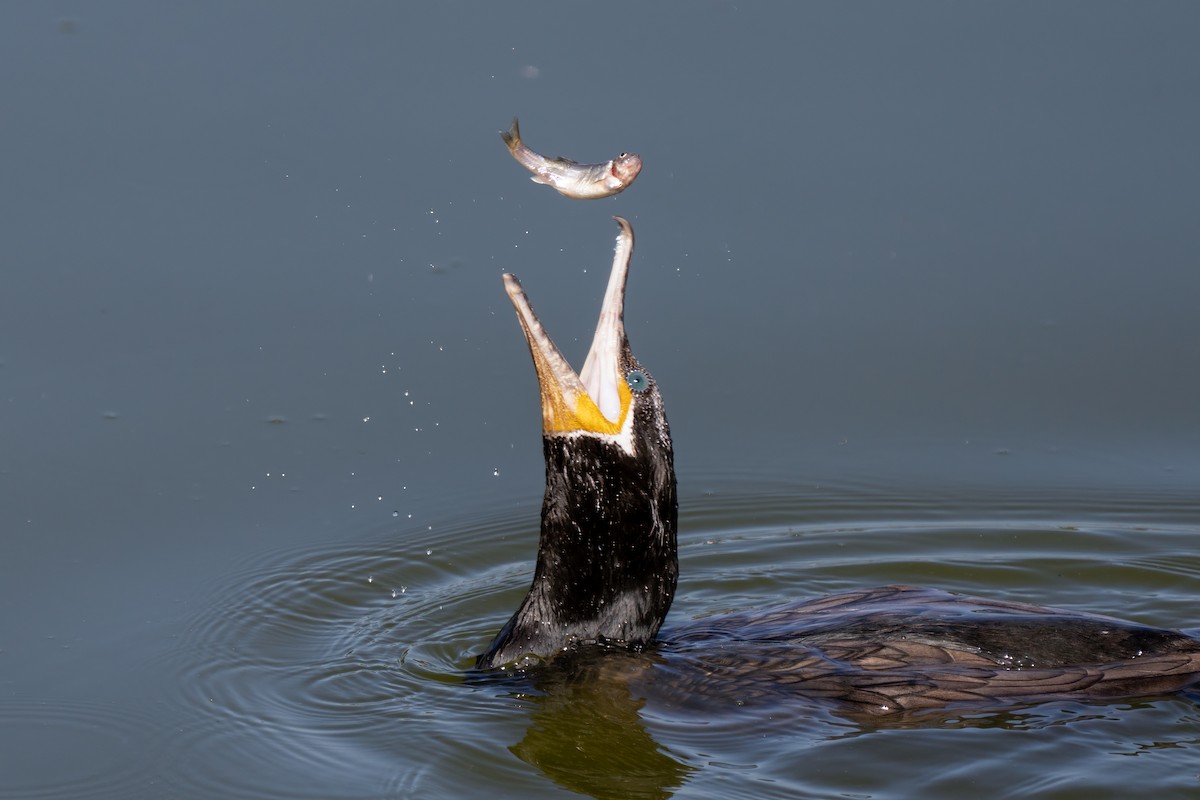 Neotropic Cormorant - ML360633341