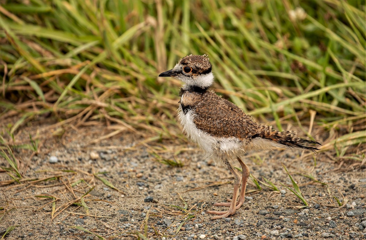Killdeer - Nova Scotia Bird Records