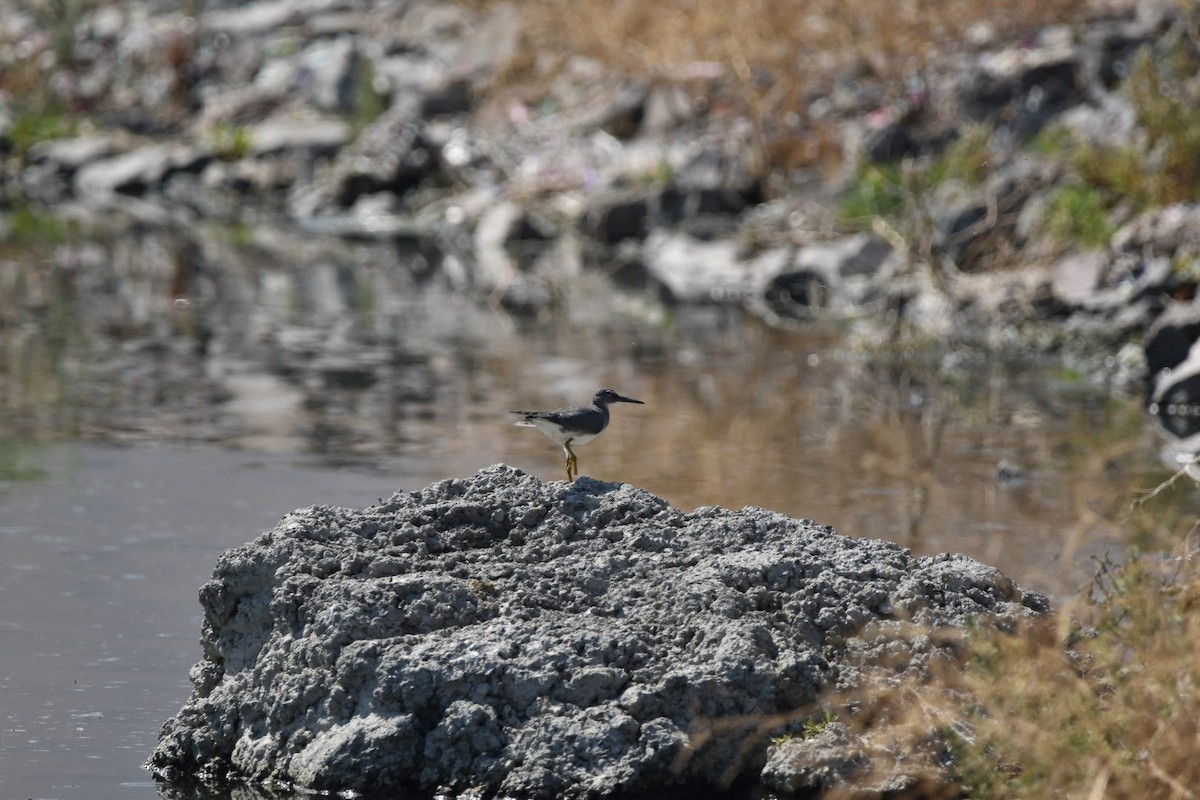 Wandering Tattler - ML360633621