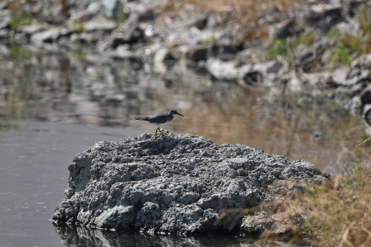 Wandering Tattler - ML360633631