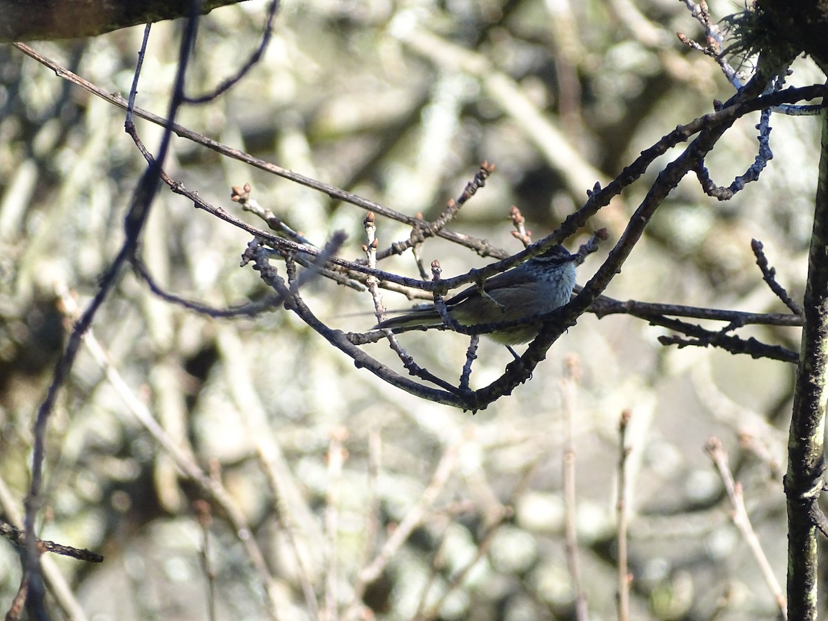 Plain-mantled Tit-Spinetail - ML360633661