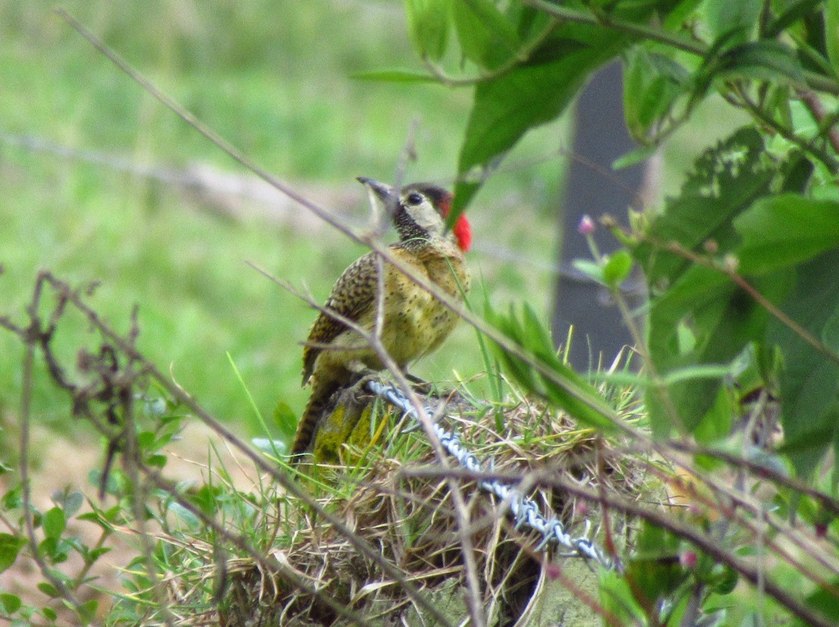 Spot-breasted Woodpecker - ML360634801