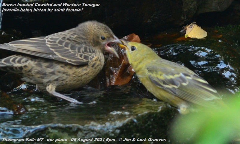 Western Tanager - ML360635271