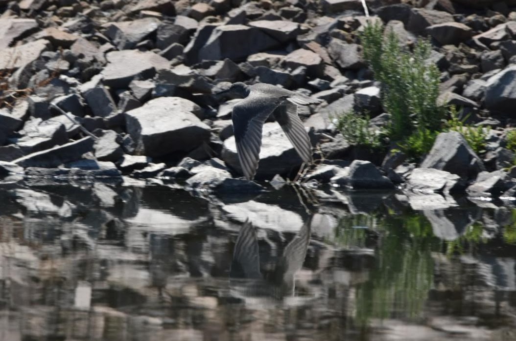 Wandering Tattler - ML360635411