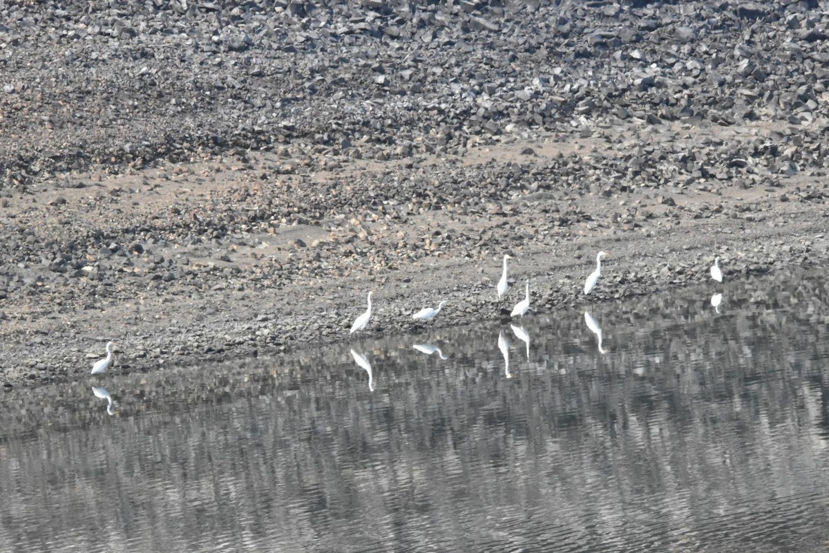 Great Egret - ML360637521