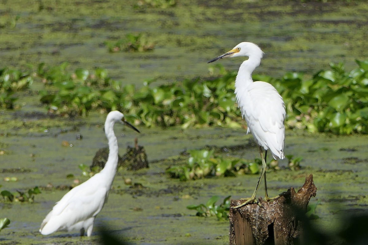 Snowy Egret - ML360637671