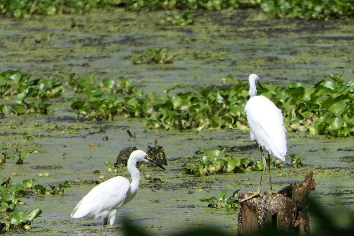 Snowy Egret - Mark Brazzil