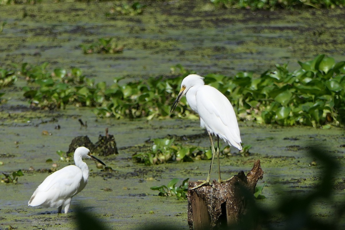 Snowy Egret - ML360637691