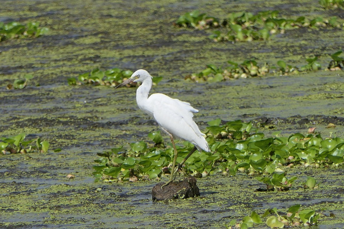 Little Blue Heron - ML360638021