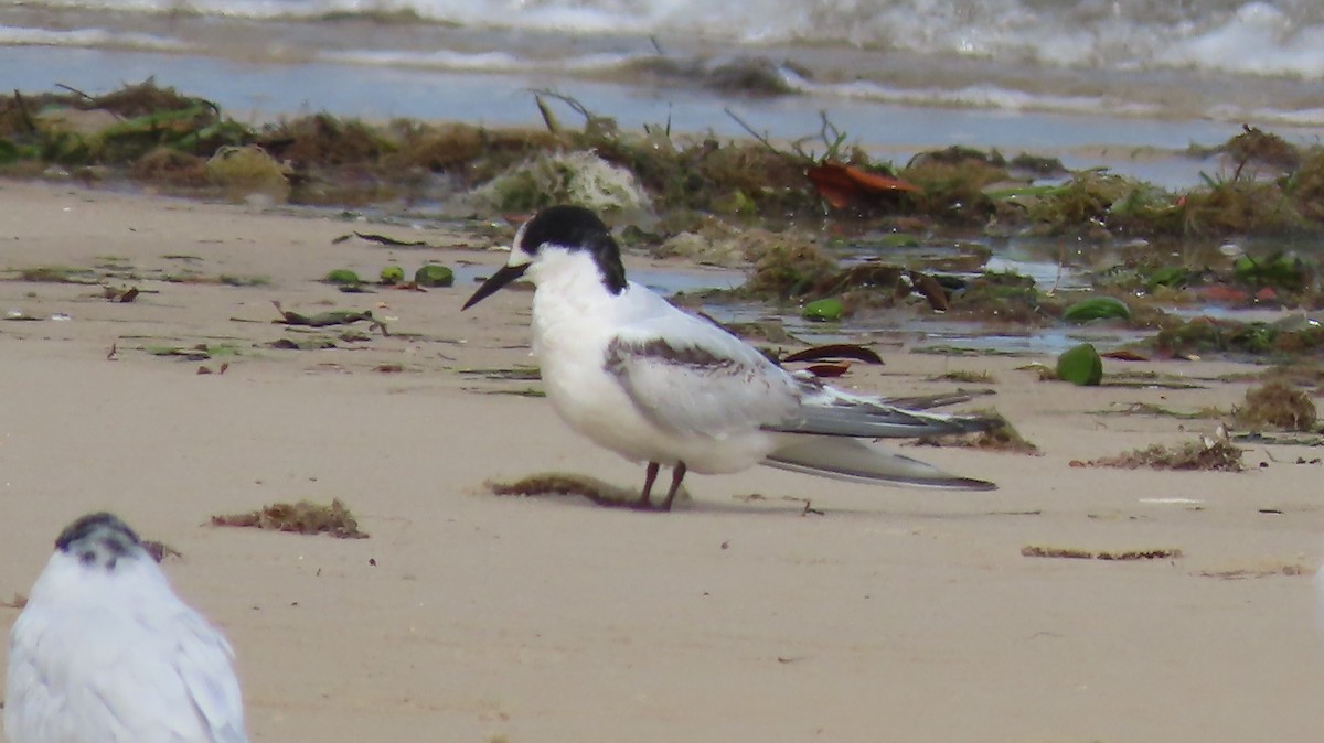White-fronted Tern - ML360638331