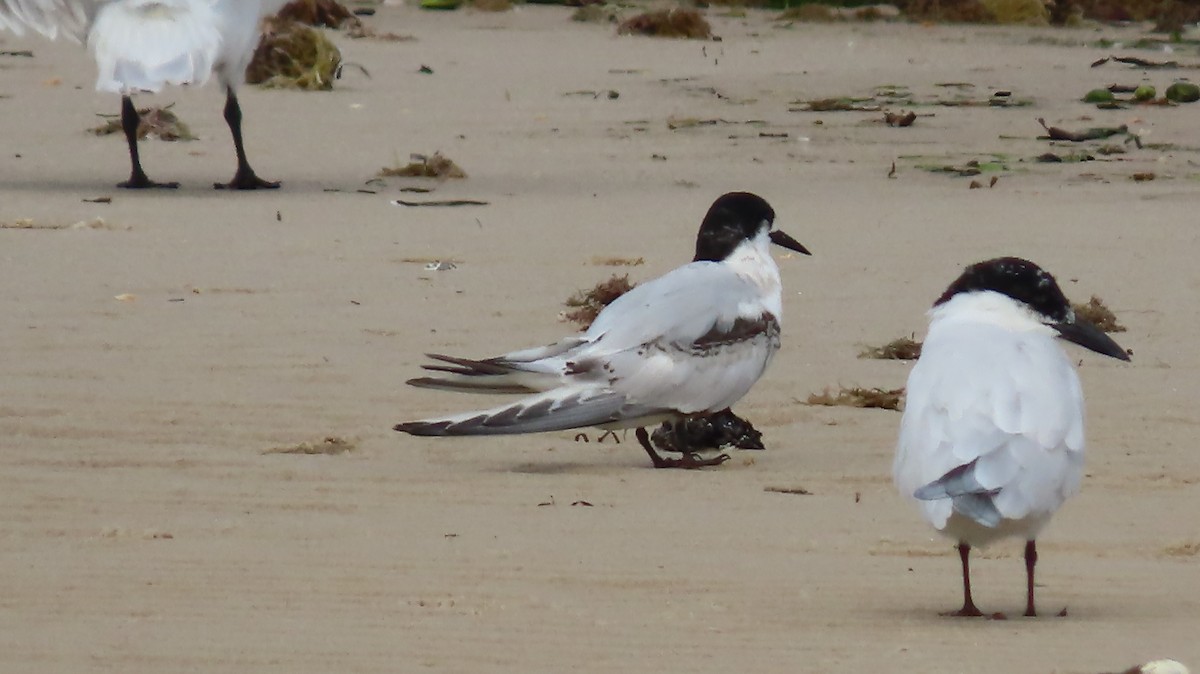 White-fronted Tern - ML360638401