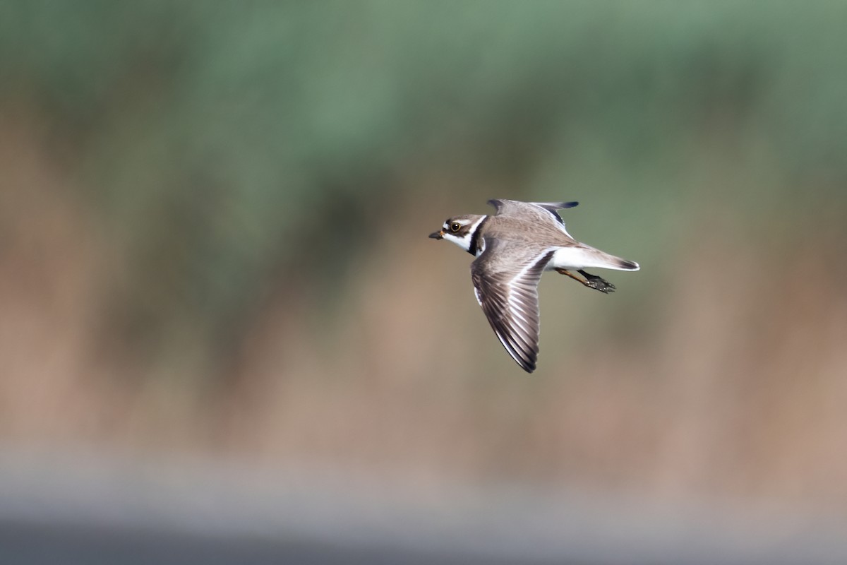 Semipalmated Plover - ML360638491