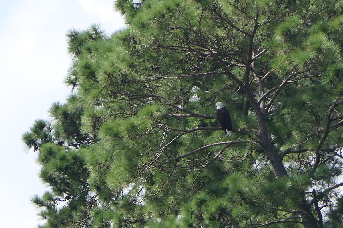 Weißkopf-Seeadler - ML360638541